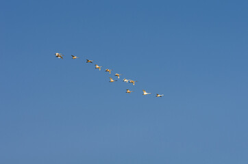A flock of swans in the morning blue sky.