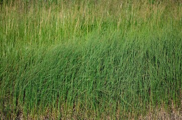 riverside grass in summer