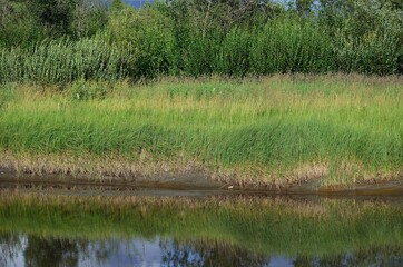 grass and water