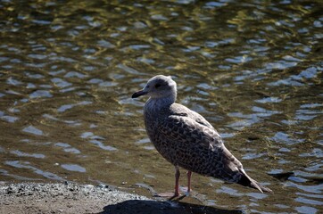 seagull on summer pond
