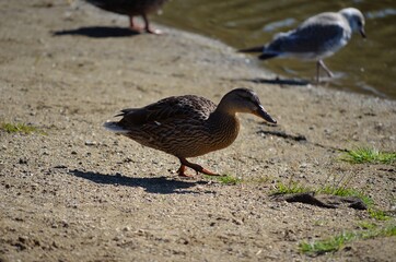 mallard duck wandering on sandy shore looking for food