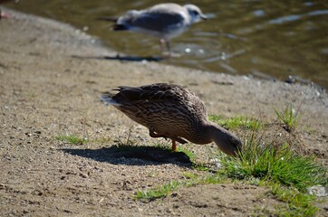 mallard duck wandering on sandy shore looking for food