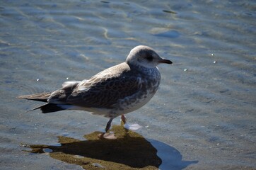seagull on summer pond