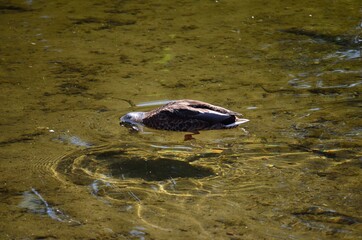 beautiful mallard duck in clean summer pond