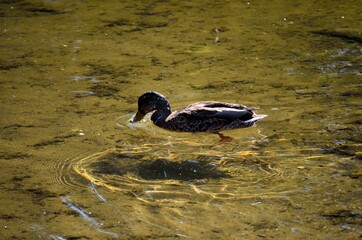 beautiful mallard duck in clean summer pond