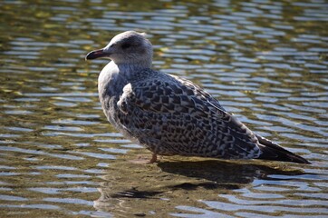 seagull on summer pond