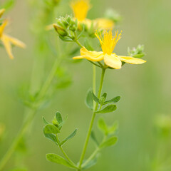 blooming St. John's wort with delicate yellow flowers in a summer field