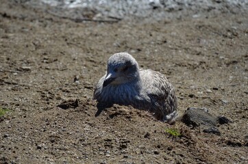 seagull resting on sandy shore