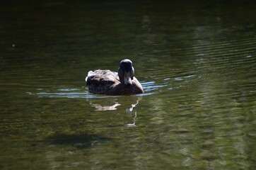 beautiful mallard duck in clean summer pond