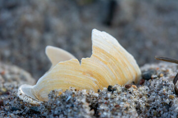 Muschel am Strand