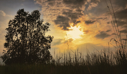 Feldahorn alleine auf dem Feld in der Abendsonne 
