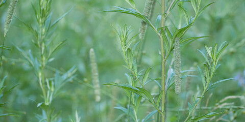 wormwood growing in the grass in a summer park or field