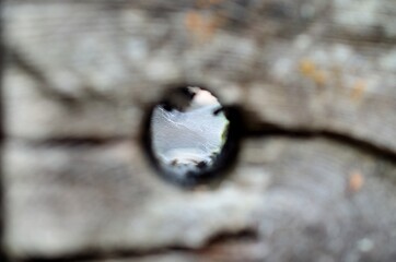 spiderweb seen through hole in wood log