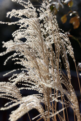 Winter impression. Frosted garden grass