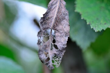 parasite infected grey leaf