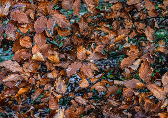 Fondo de hojas de otoño en el suelo.