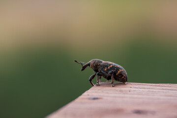 Close-up view of a True Weevil on the wooden table, an insect standing on the edge