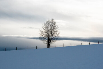 lonely tree in the snow two