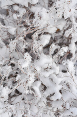 snow covered branches with hoar frost closeup texture background