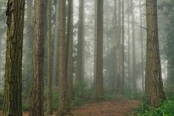 A foggy morning seen in a forest with tall trees