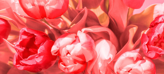 a composition of natural colored tulips 