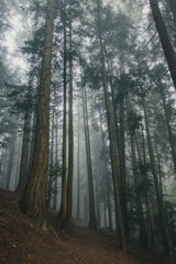A foggy morning seen in a forest with tall trees