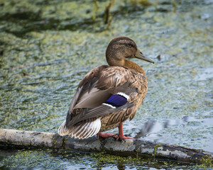 Female mallard duck with reflection in clean water