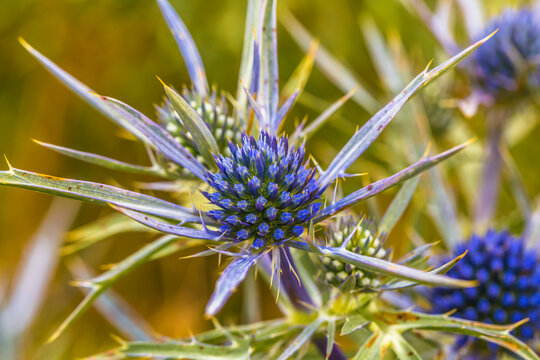 Star-shaped blue flowers emerge from the sun-dried grass (Eryngium amethystinum)