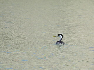 Clark's Grebes swimming in the waters of Lake Cachuma, Santa Barbara County, California.