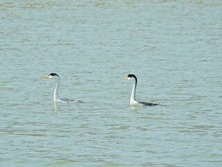 Obraz premium Clark's Grebes swimming in the waters of Lake Cachuma, Santa Barbara County, California.