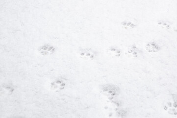Fototapeta na wymiar winter background: fresh clean even snow, large snowflakes, cat footprints