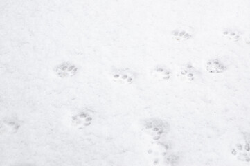 winter background: fresh clean even snow, large snowflakes, cat footprints