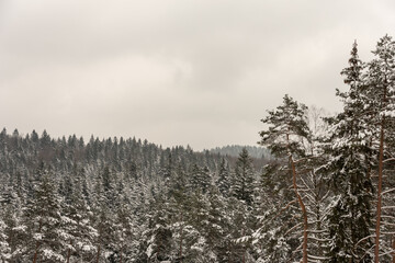 Treetops covered with snow under cloudy sky. Coniferous forest in Malastow village, Low Beskids, Poland. Selective focus. 