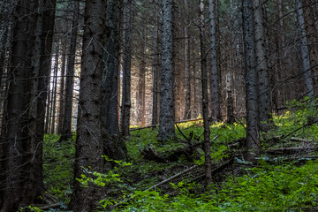 Coniferous forest, Low Tatras mountains, Slovakia