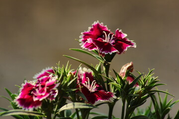 pink flower in the garden