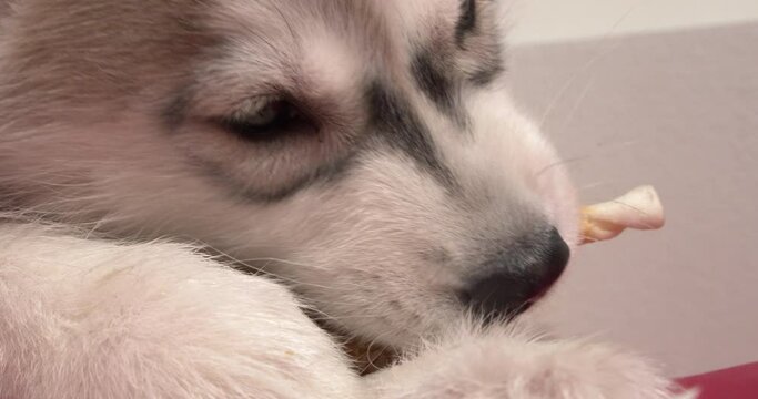 A closeup shot of a white husky puppy biting flat bone in 4K
