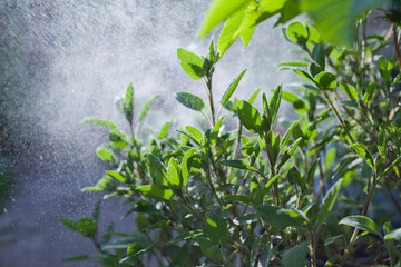 Watering the medicinal herb garden -  spray water droplets lit by the sun, young leaves of fresh herbs and vegetables.