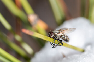 Macro shot of a fly. Insect close up.