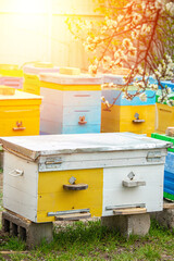 Blossoming garden with apiary. Bees spring under the flowering trees of apple trees. Red tulips on the background of hives.