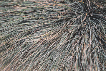 close up of a bunch of straw