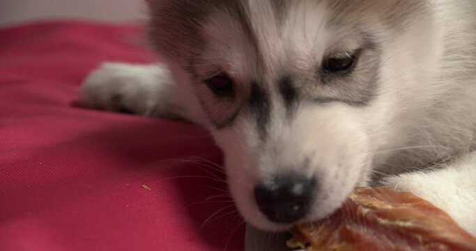 A closeup shot of a white husky puppy biting flat bone in 4K