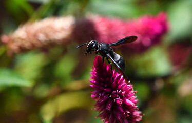 black wasp in search of prey on a flower