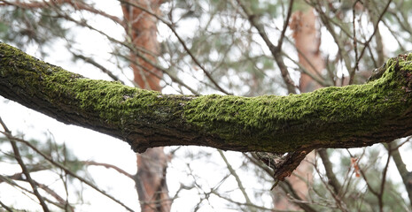 Curved branch covered with moss