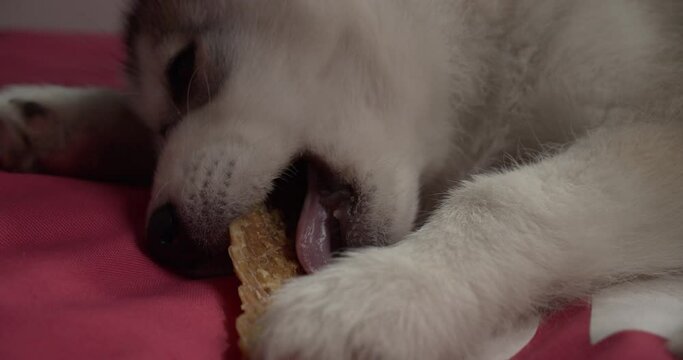 A closeup shot of a white husky puppy licking flat bone in 4K
