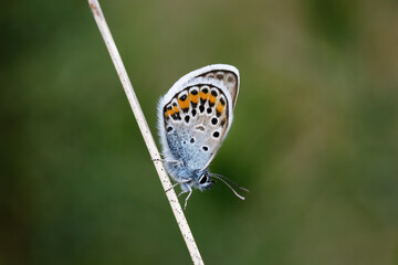 A Silver-studded Blue resting on a grass stem.