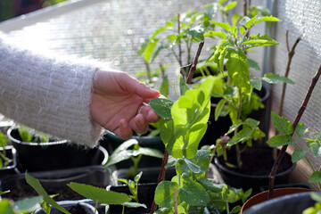 Woman gardener checking the vegetable plants in the garden.  Plant care of young seedlings, all growing in recycled pots in DIY homemade greenhouse.