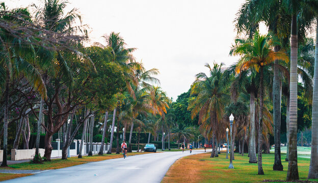 palm trees in the city florida miami coral gables tropical 
