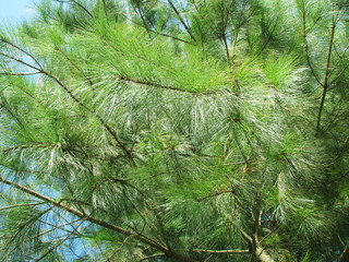 Natural foliage leafs blue sky green tree up view, branches.