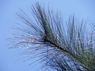 Natural foliage leafs blue sky green tree up view, branches.