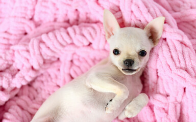 A small cute white dog lies on a pink blanket and smiles. The dog's legs are curiously tucked in. There is free space for text.